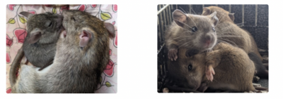Free Pet Rats Free Pet Roof Rats - TotallyFreeStuff