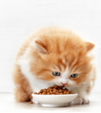 Free Cat Food Sample
