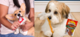 Apply For FREE Hartz Dog Treat Samples!