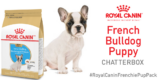 French Bulldog Puppy Chatterbox